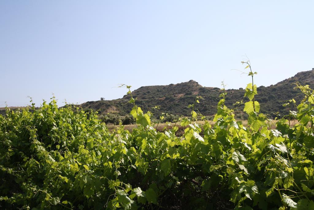 Alonia Villas Pissouri Exterior photo